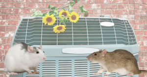 Rats and Mice in AC Condenser | Oasis Air AZ